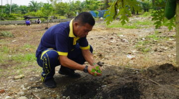 Manfaatkan Lahan Idle, Lapas Narkotika Langkat Wujudkan Ketahanan Pangan Lewat Budidaya Hortikultura Pepaya California